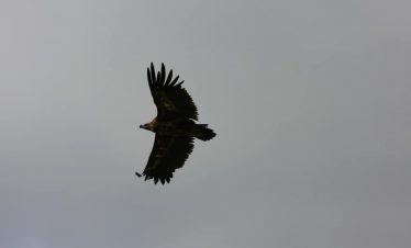 Picture by pcbirdtw, Some Rights Reserved